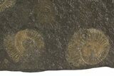 Dactylioceras Ammonite Cluster - Posidonia Shale, Germany #79301-2